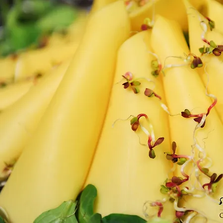 Hotel apartamentowy Celestin